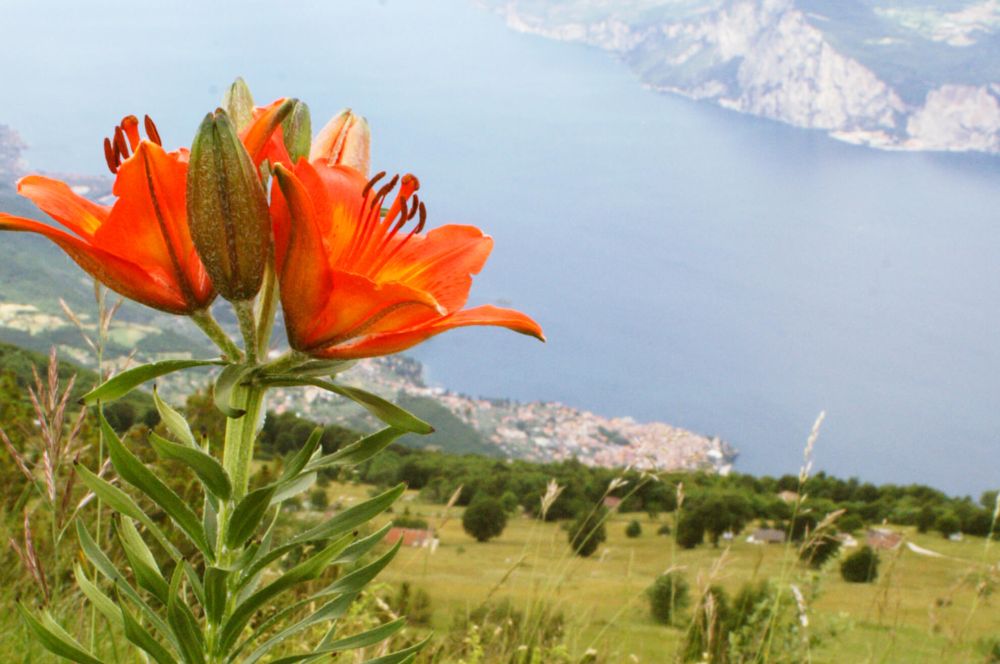 monte-baldo